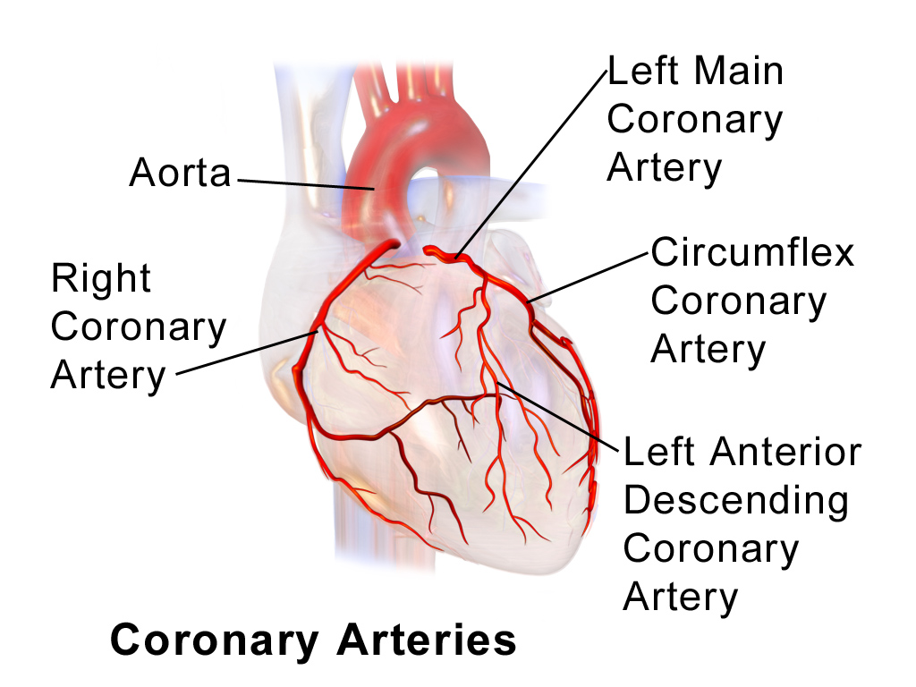 Coronary Arteries Depiction
